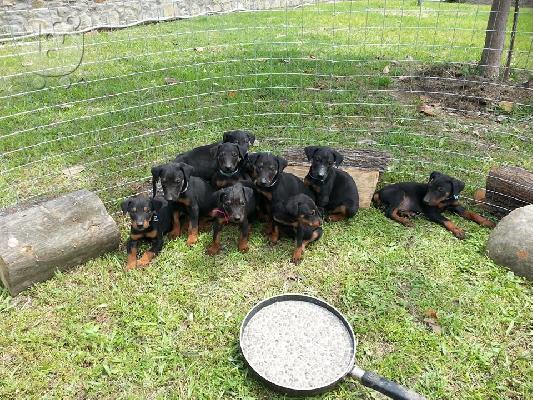 doberman katerini